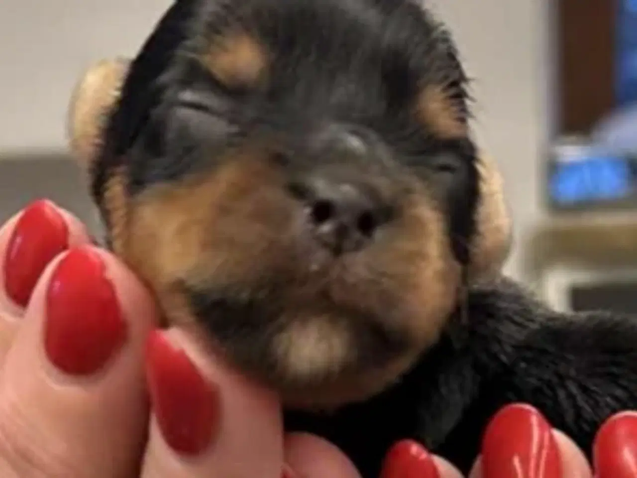 Billede 1 - Dansk kennel klub Yorkshire terrier