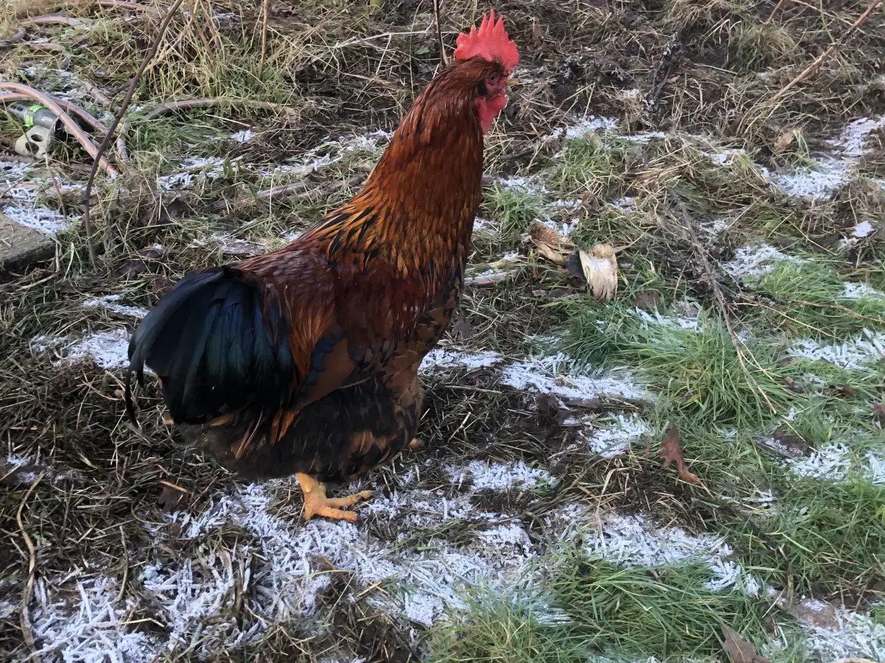 Billede 2 - Haner søger ny hønsegård