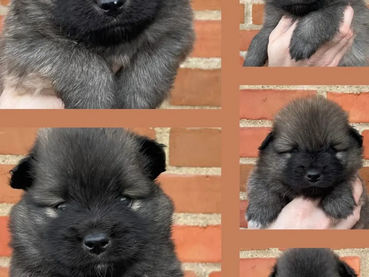 Billede 4 - Skønne Mittelspitz hvalpe søger nyt hjem