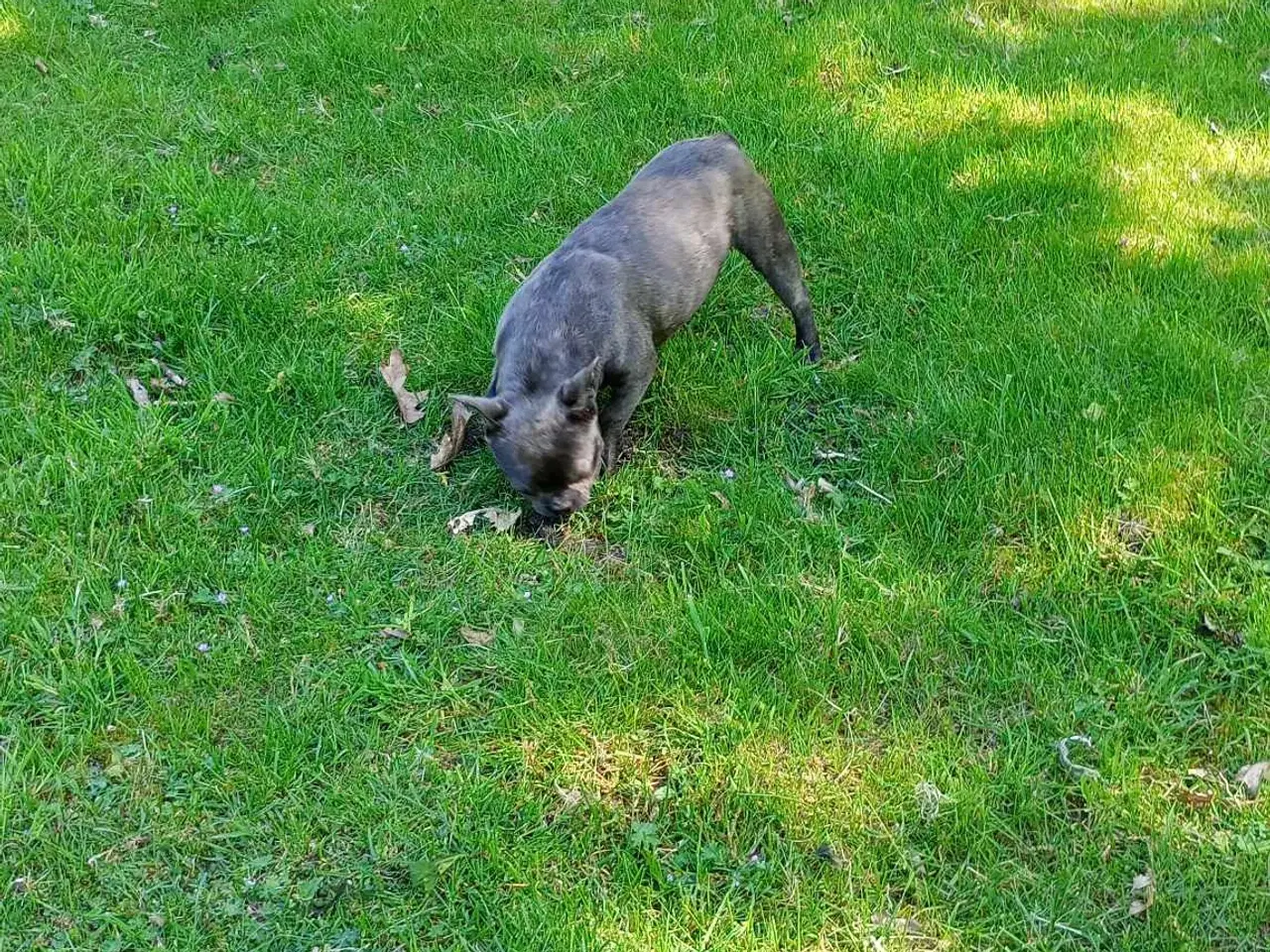 Billede 4 - Fransk bulldog han m stambog