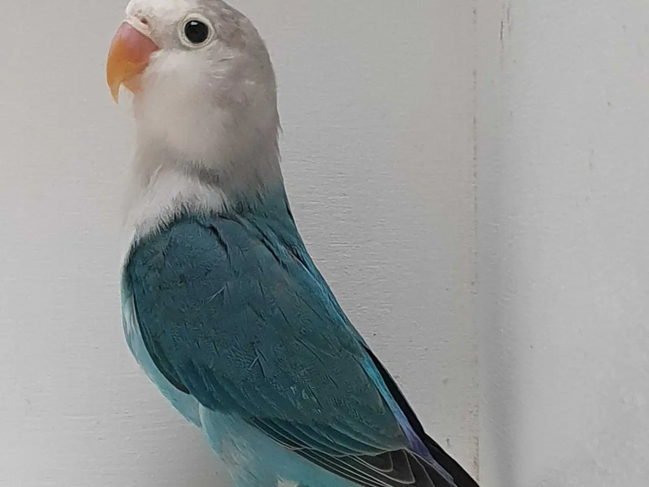 Billede 1 - Flot Dværgpapegøje Blå/Opaline