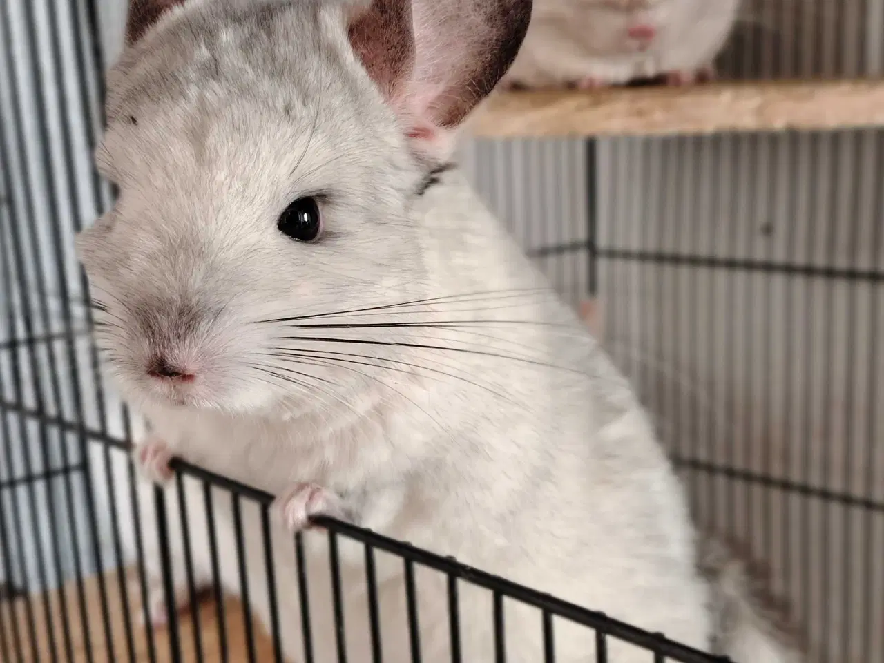 Billede 1 - Tam Chinchilla Dreng💙