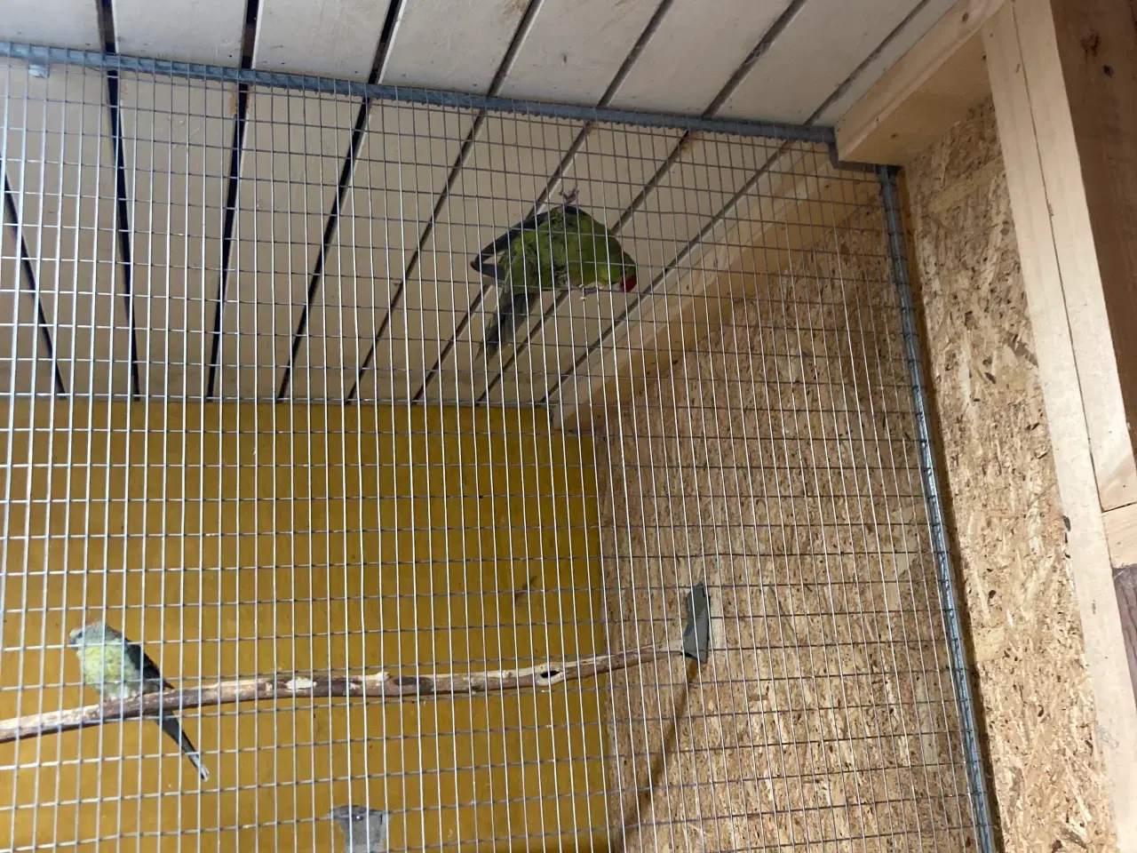 Billede 2 - Gedeparekitter 