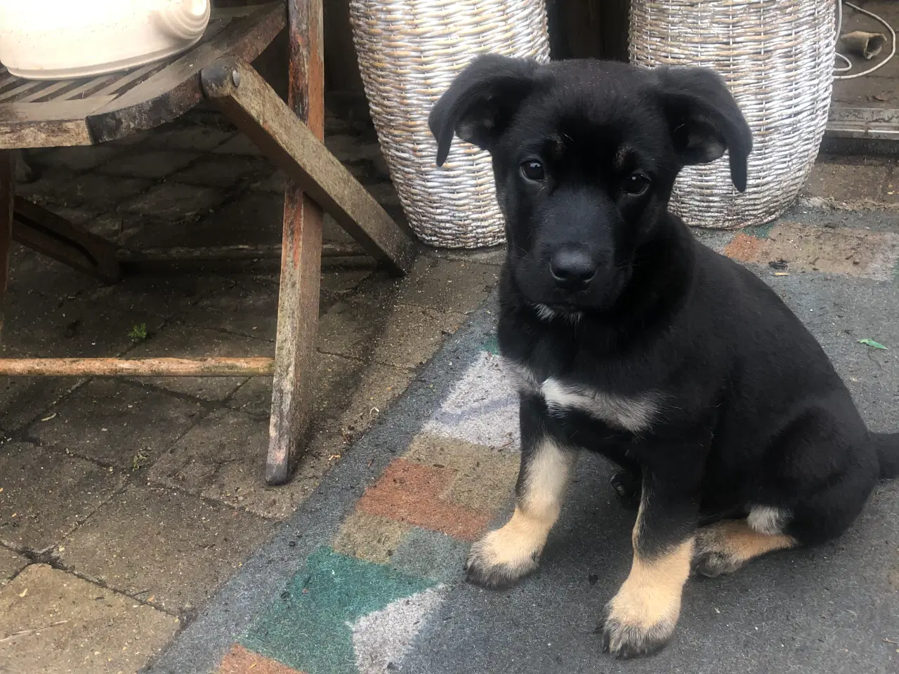 Billede 6 - Cane Corso / Shæfer