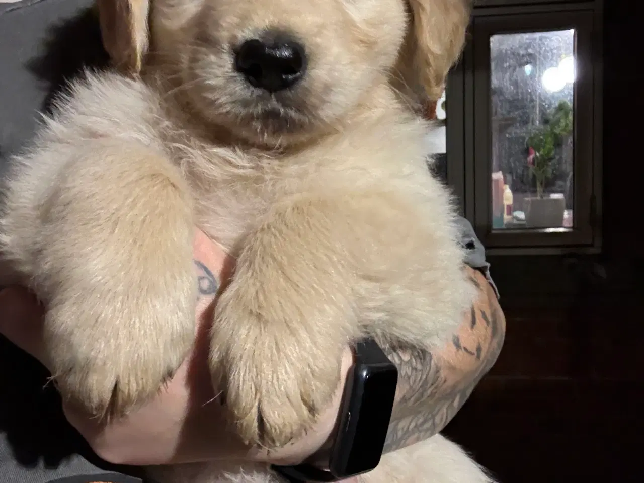 Billede 5 - Super skønne hvalpe klar til at rejse 