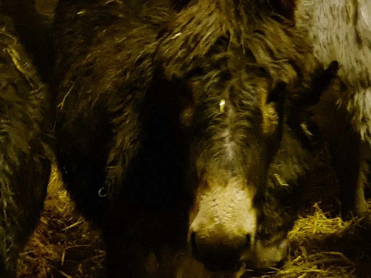 Billede 3 - Æsel føl hingsteføl 