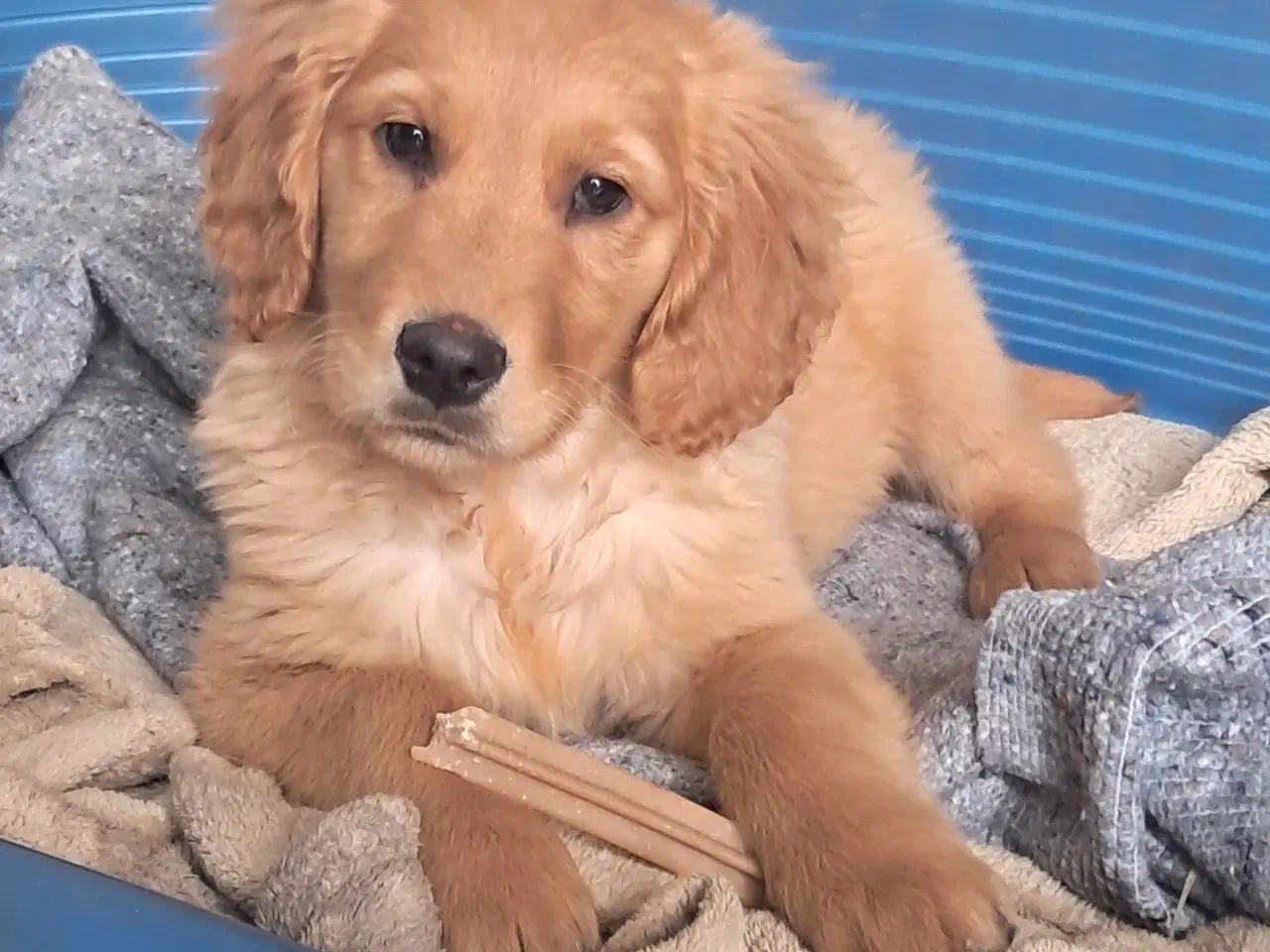 Billede 1 - 5 skønneste blandingshvalpe tilbage