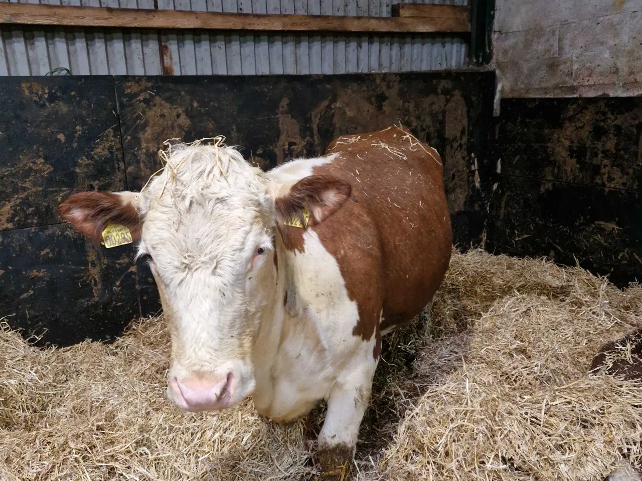 Billede 2 - Ko med kalv