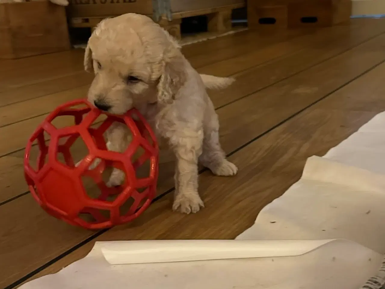 Billede 17 - Goldendoodle