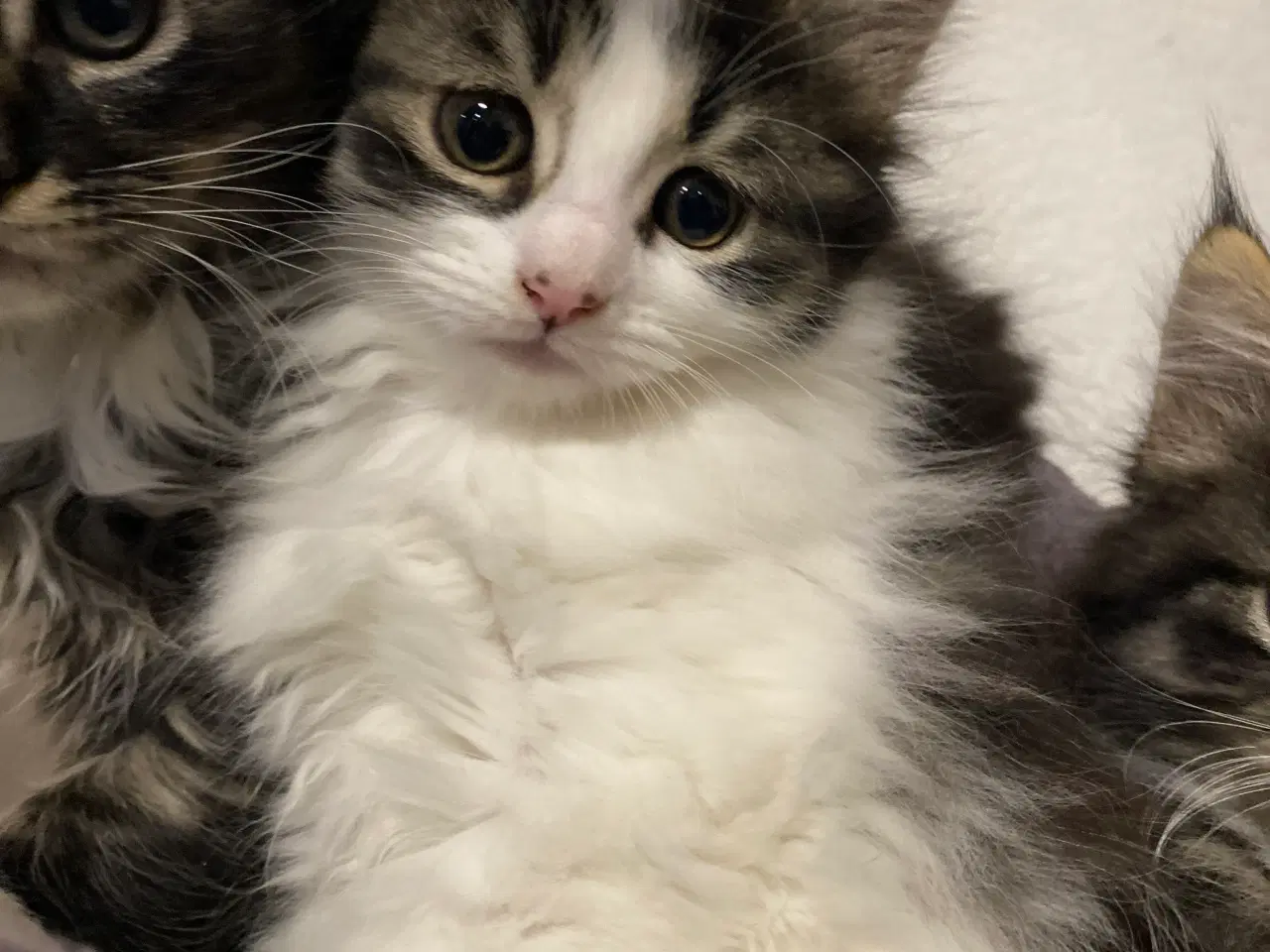 Billede 2 - Polydactyl Maine coon killinger