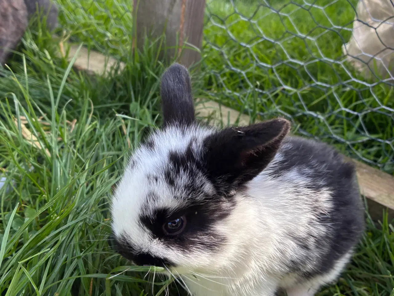 Billede 3 - Dværgvædder/dværgkaniner sælges