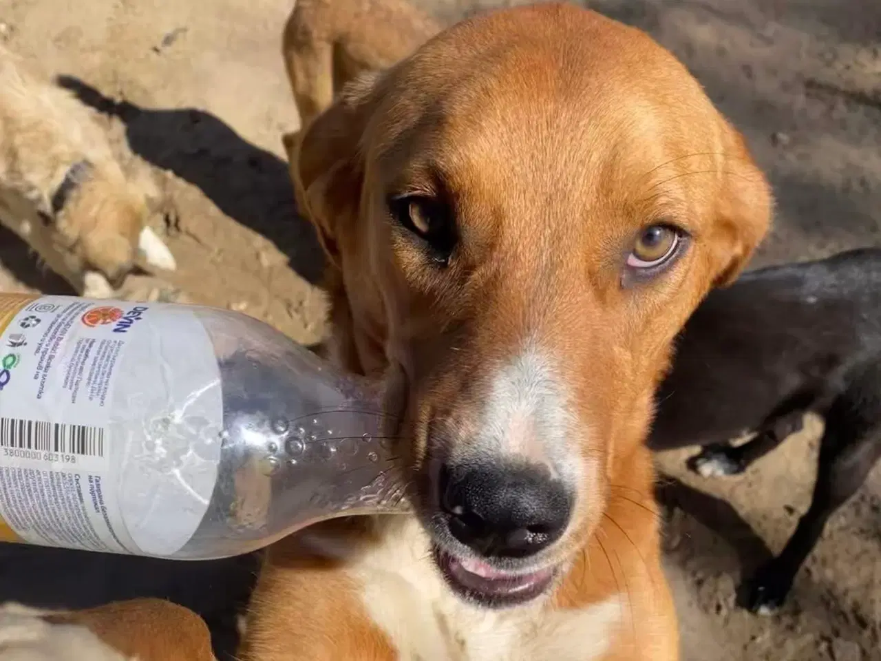 Billede 7 - Smukke Rose søger familie