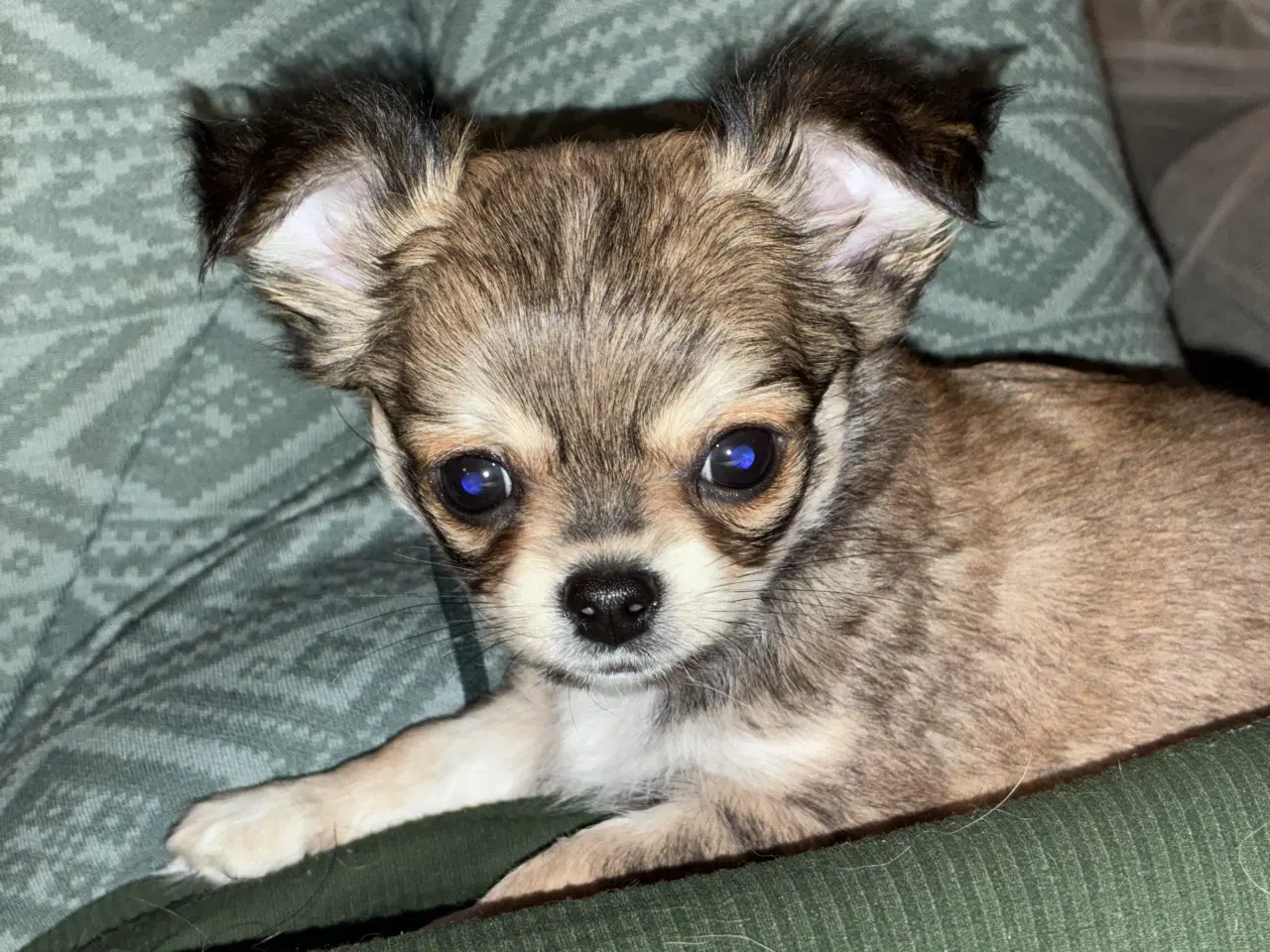 Billede 1 - DKK Chihuahua 
