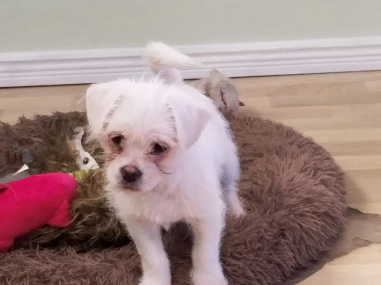 Billede 2 - Mops/Coton de Tulear 