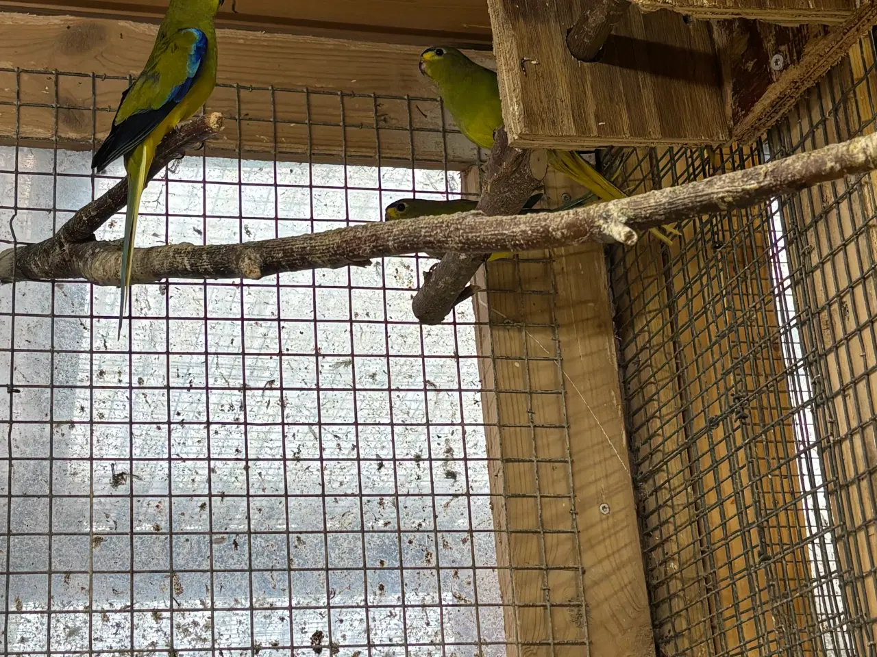 Billede 1 - Græsparakit