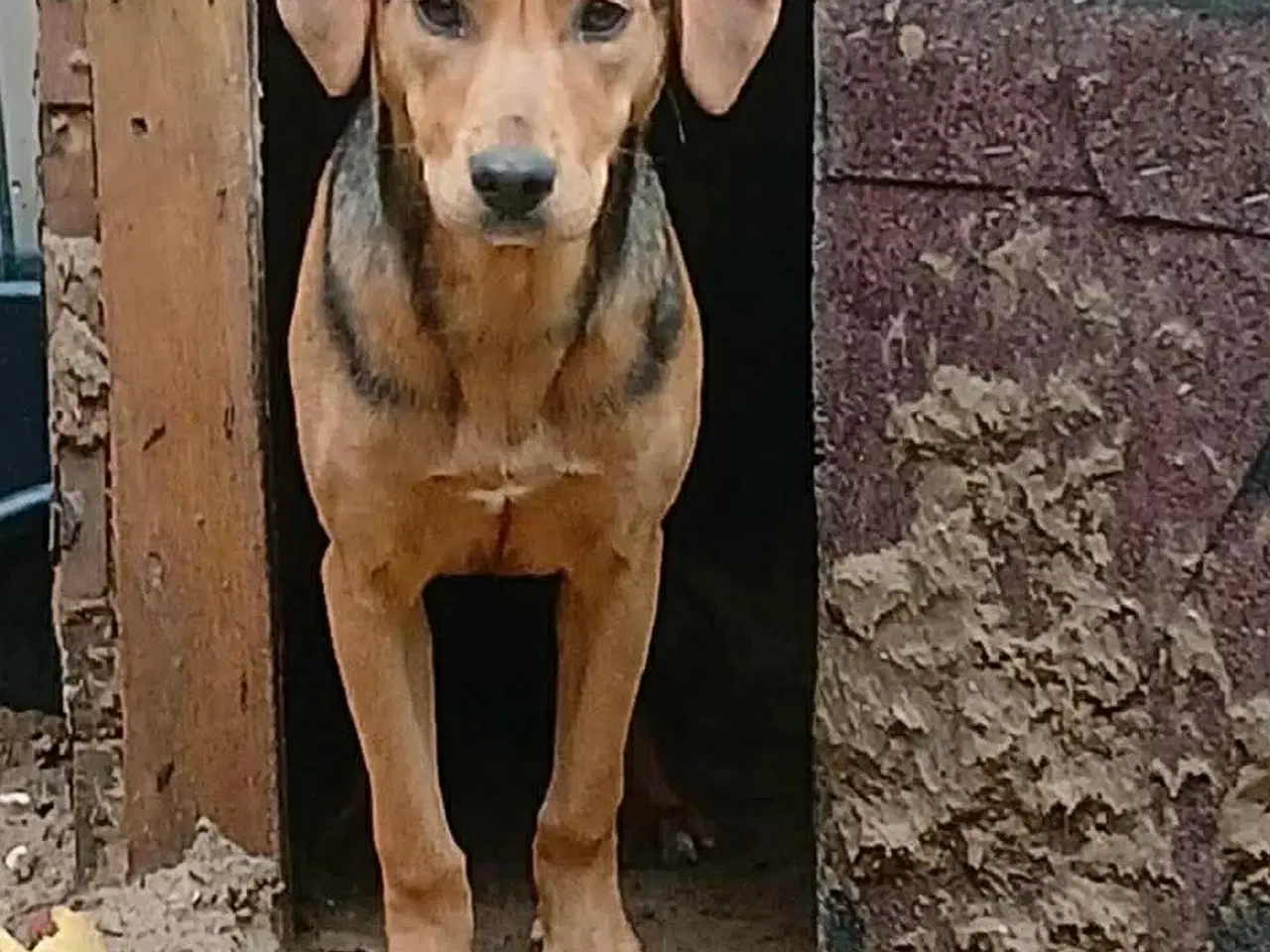 Billede 2 - Søde Minna søger sit 4ever hjem