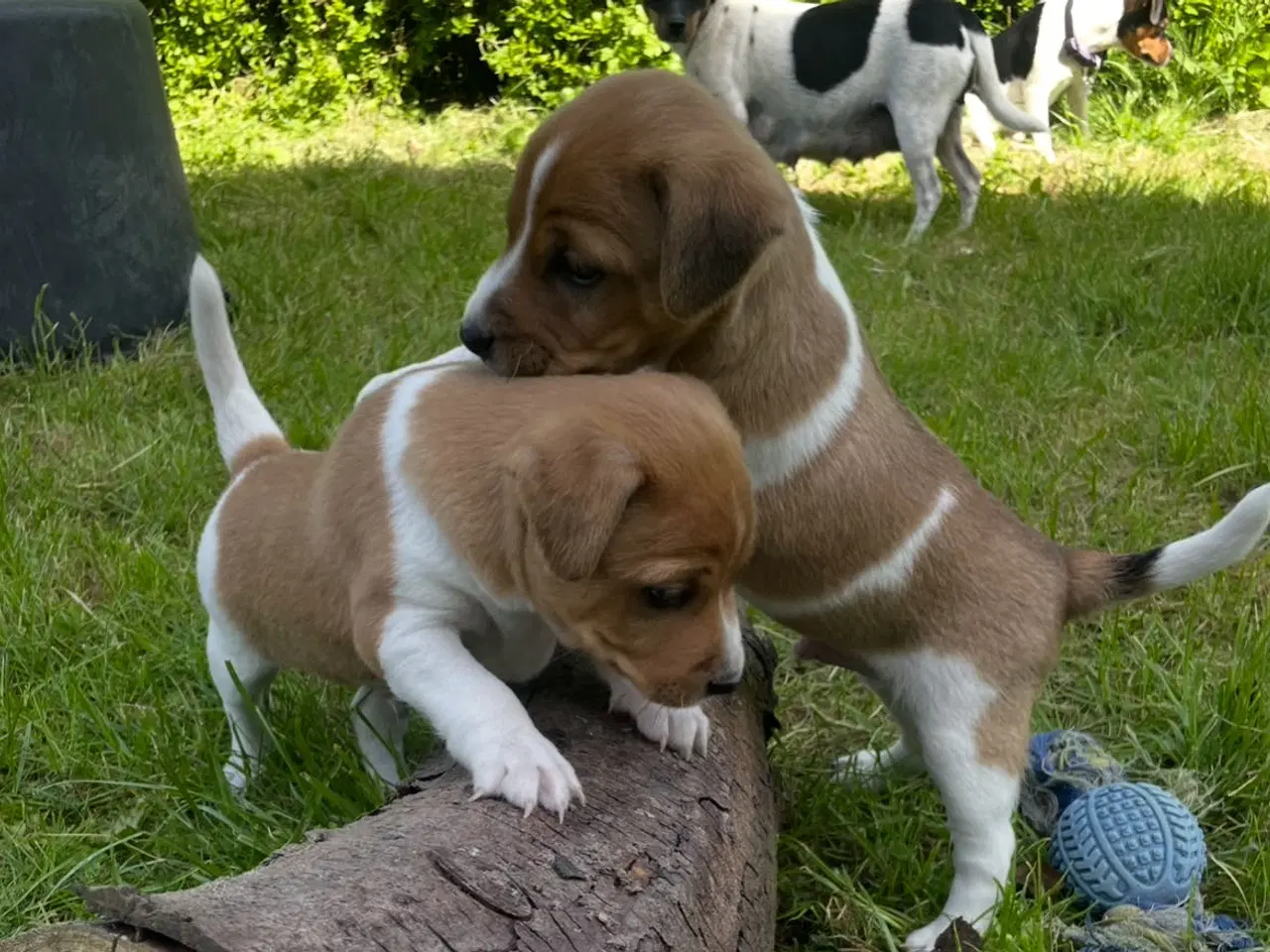 Billede 2 - Dansk/Svensk gårdhund hvalp