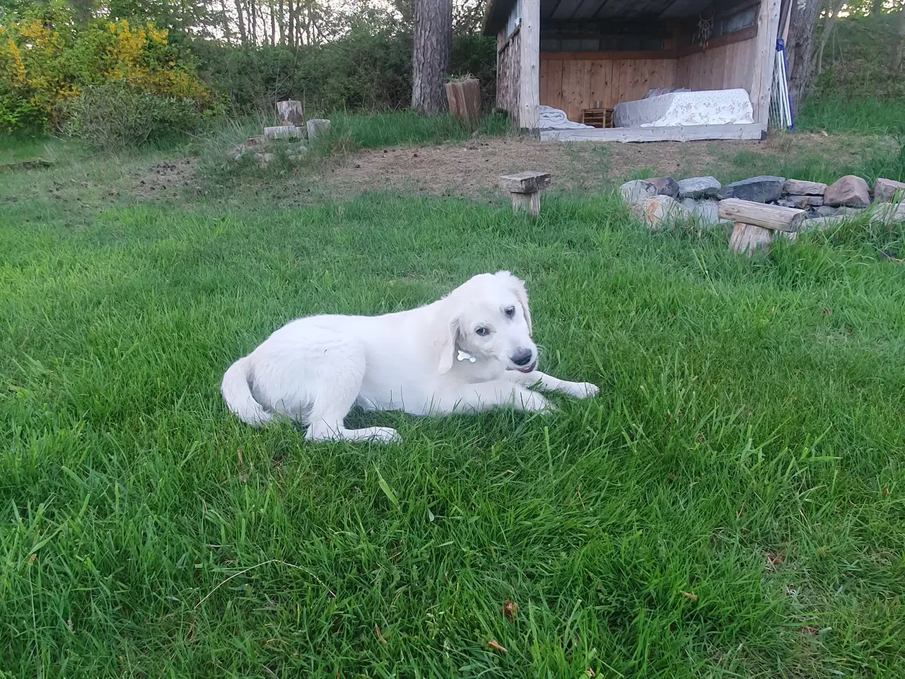 Billede 3 - Golden retriever hvalp