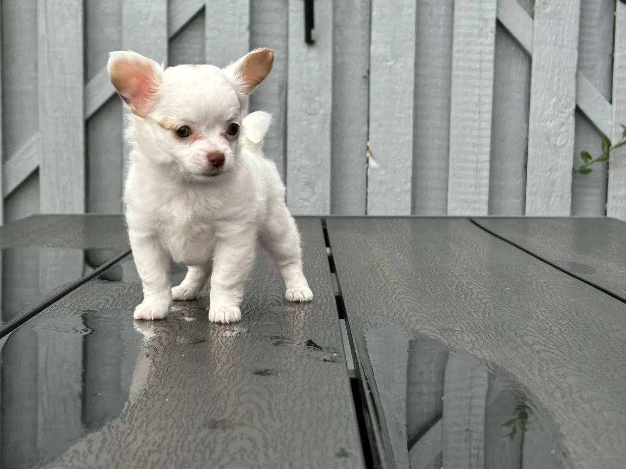 Billede 3 - Chihuahua