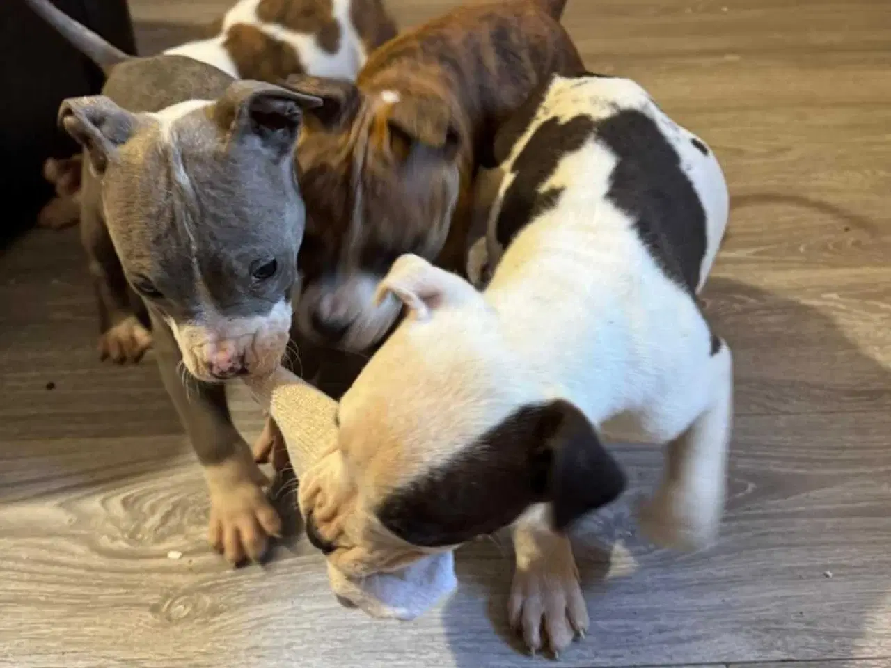 Billede 9 - American Bully XL hvalpe