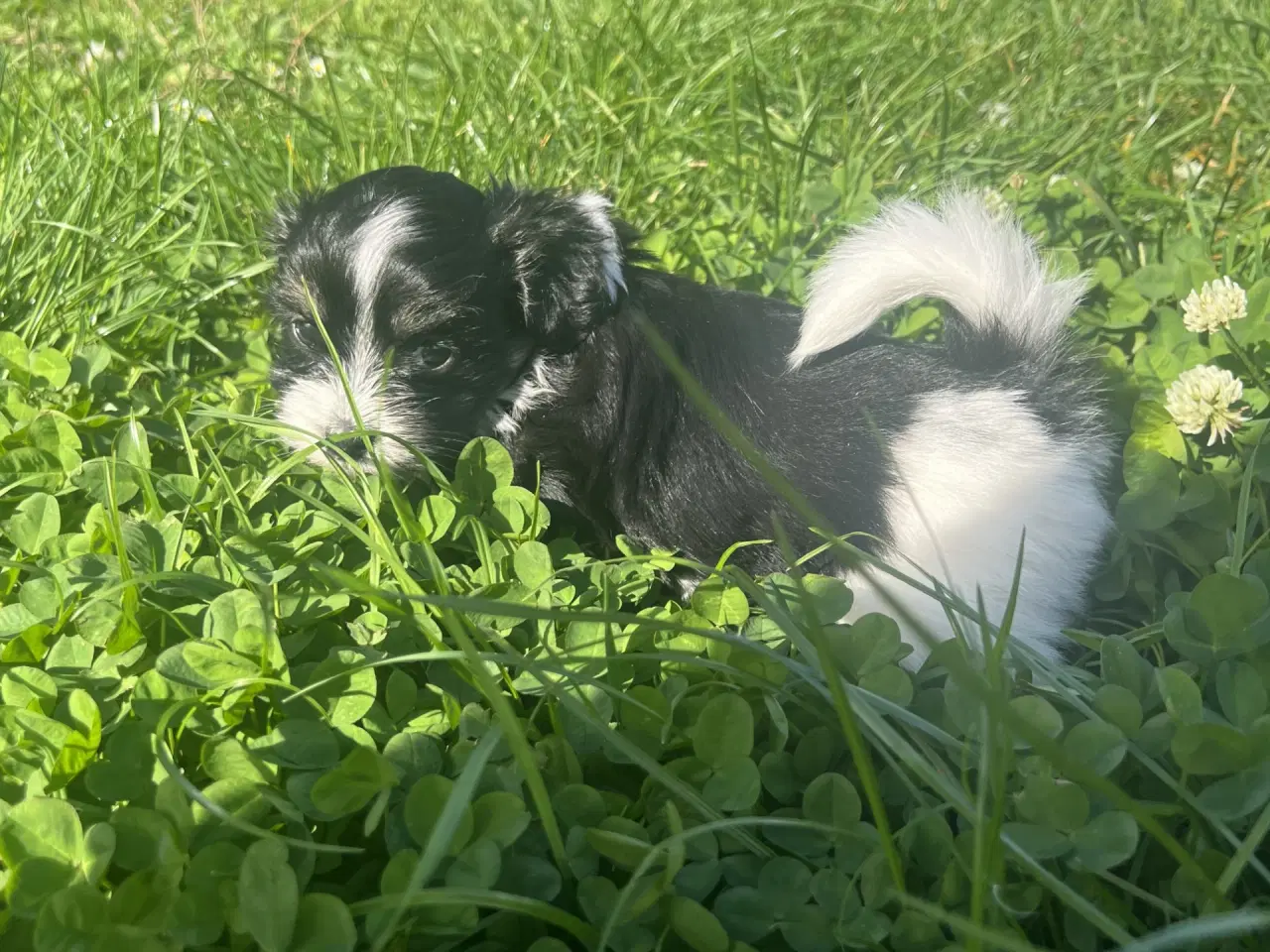 Billede 9 - Allergivenlig Shih Tzu / Bichon Havanais