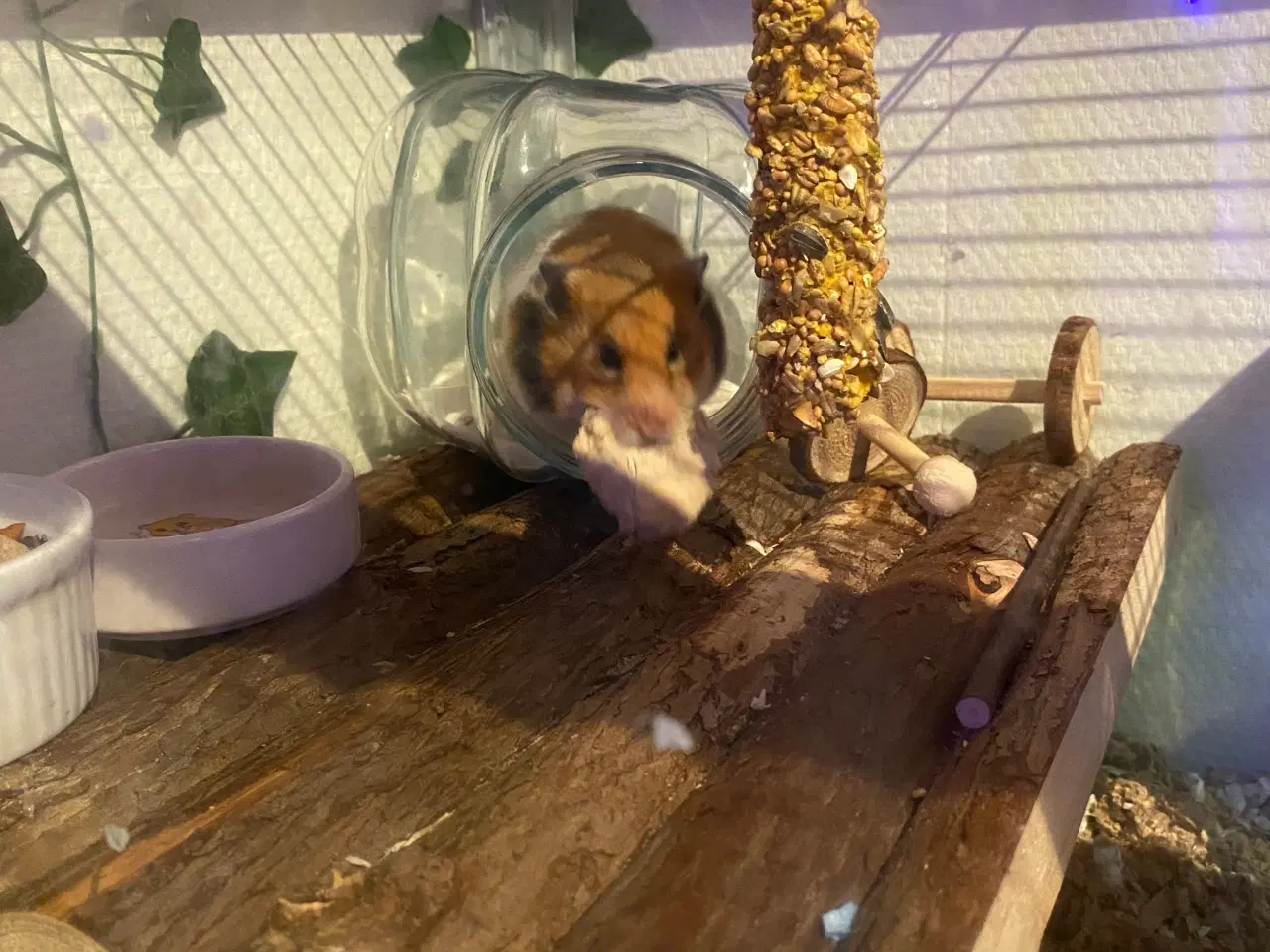 Billede 2 - Guld hamster