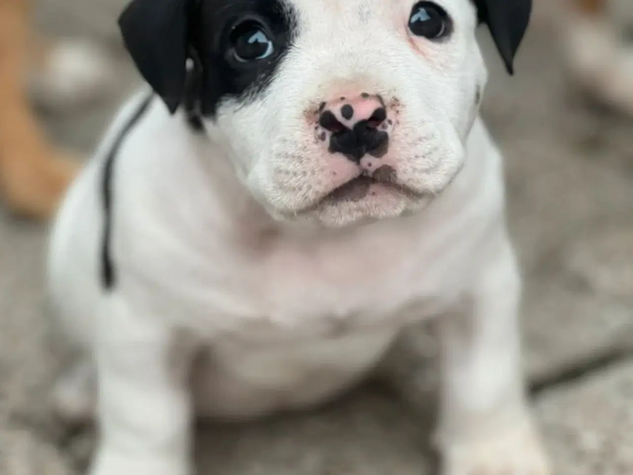 Billede 4 - Vores skønne American bully børn 