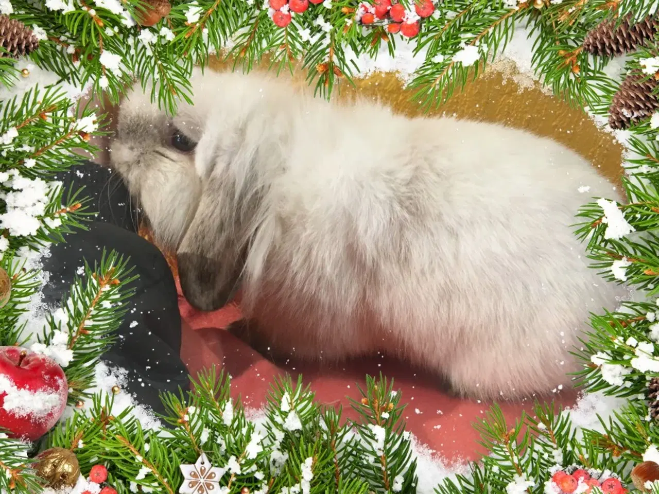 Billede 2 - Smuk Løvehoved dreng med afkomstattest