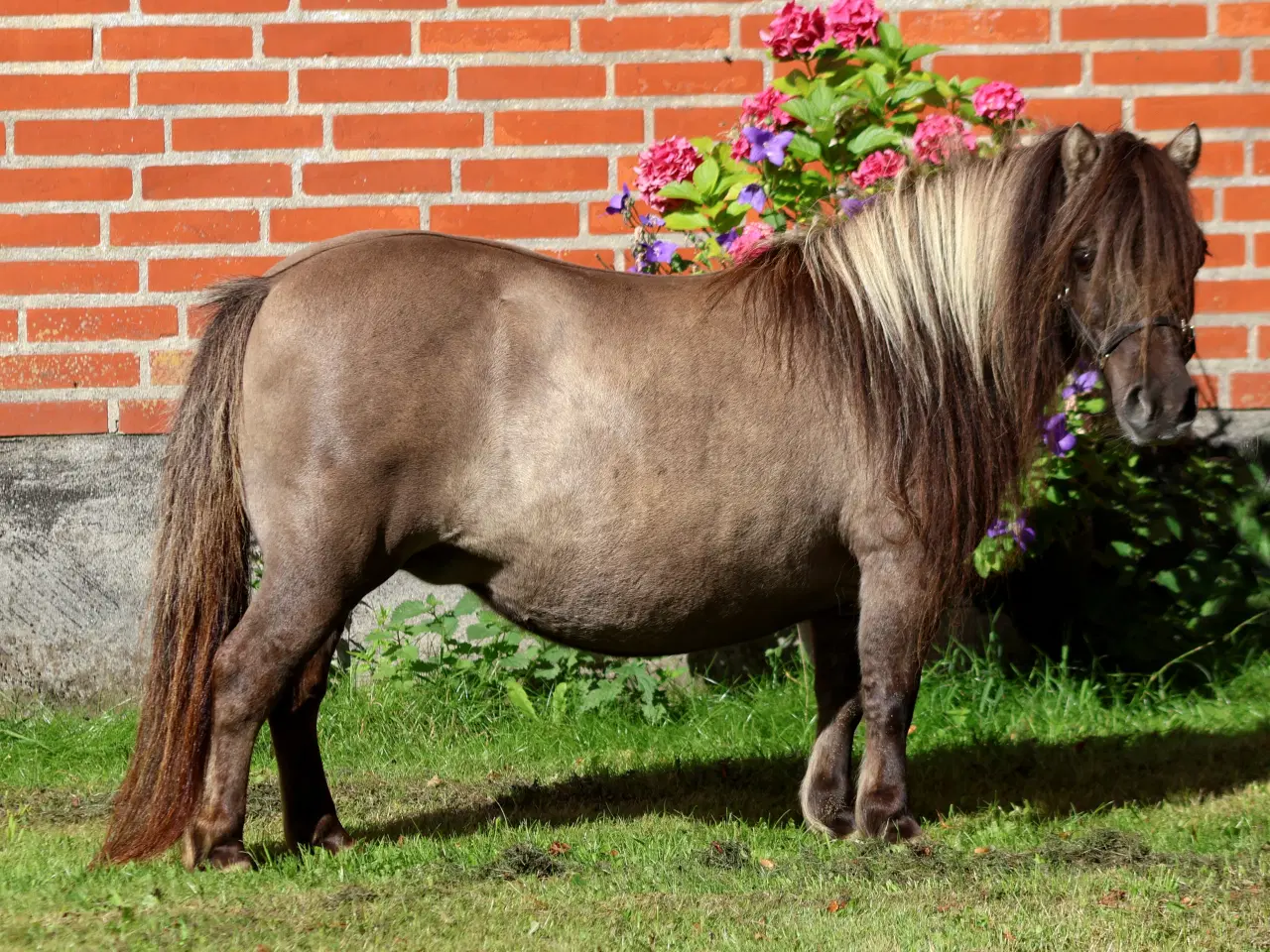 Billede 3 - Alletiders Børnepony