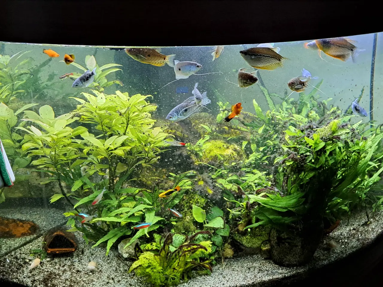 Billede 1 - Juwel Hjørne akvarie 350 L