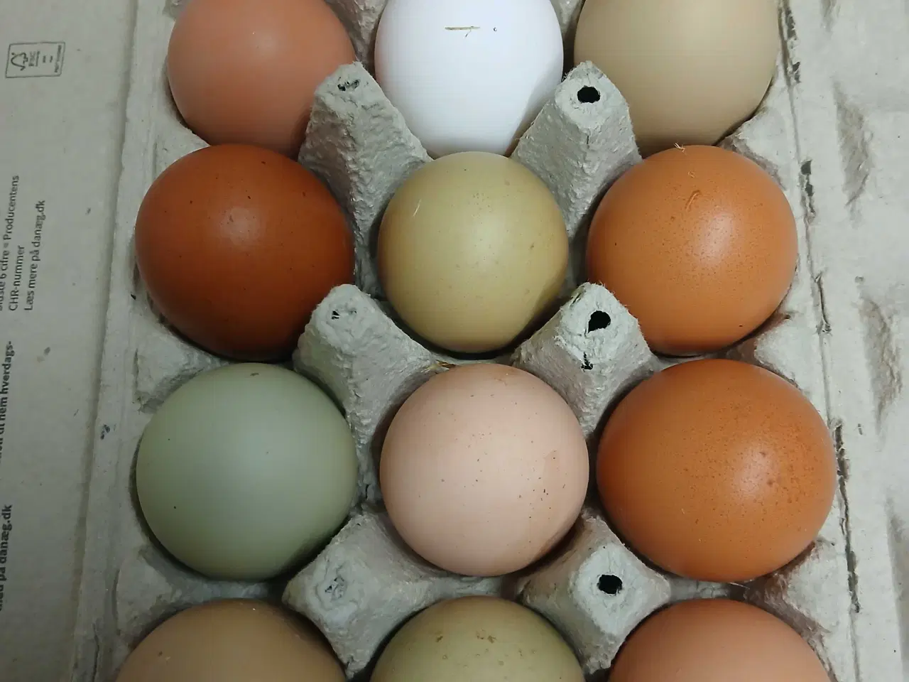 Billede 1 - Rugeæg til salg 6 kr per styk