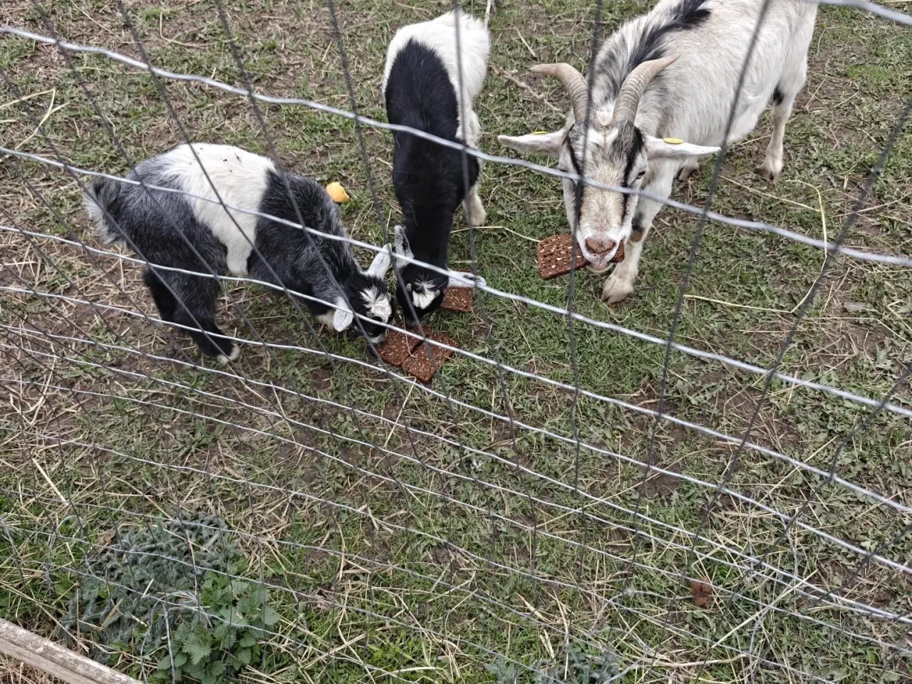 Billede 2 - Geder med kid