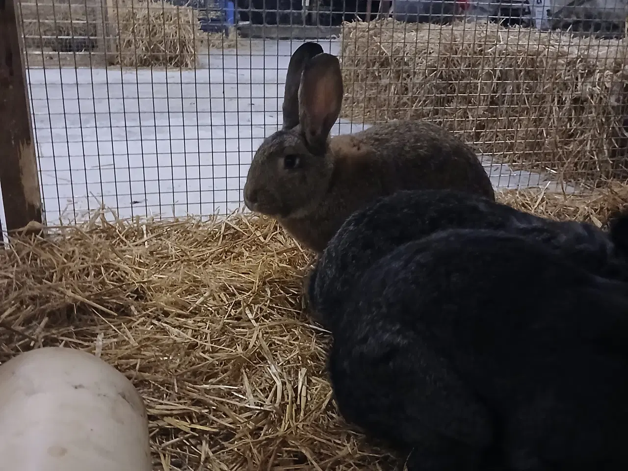 Billede 3 - 4 kanin søger nyt hjem 
