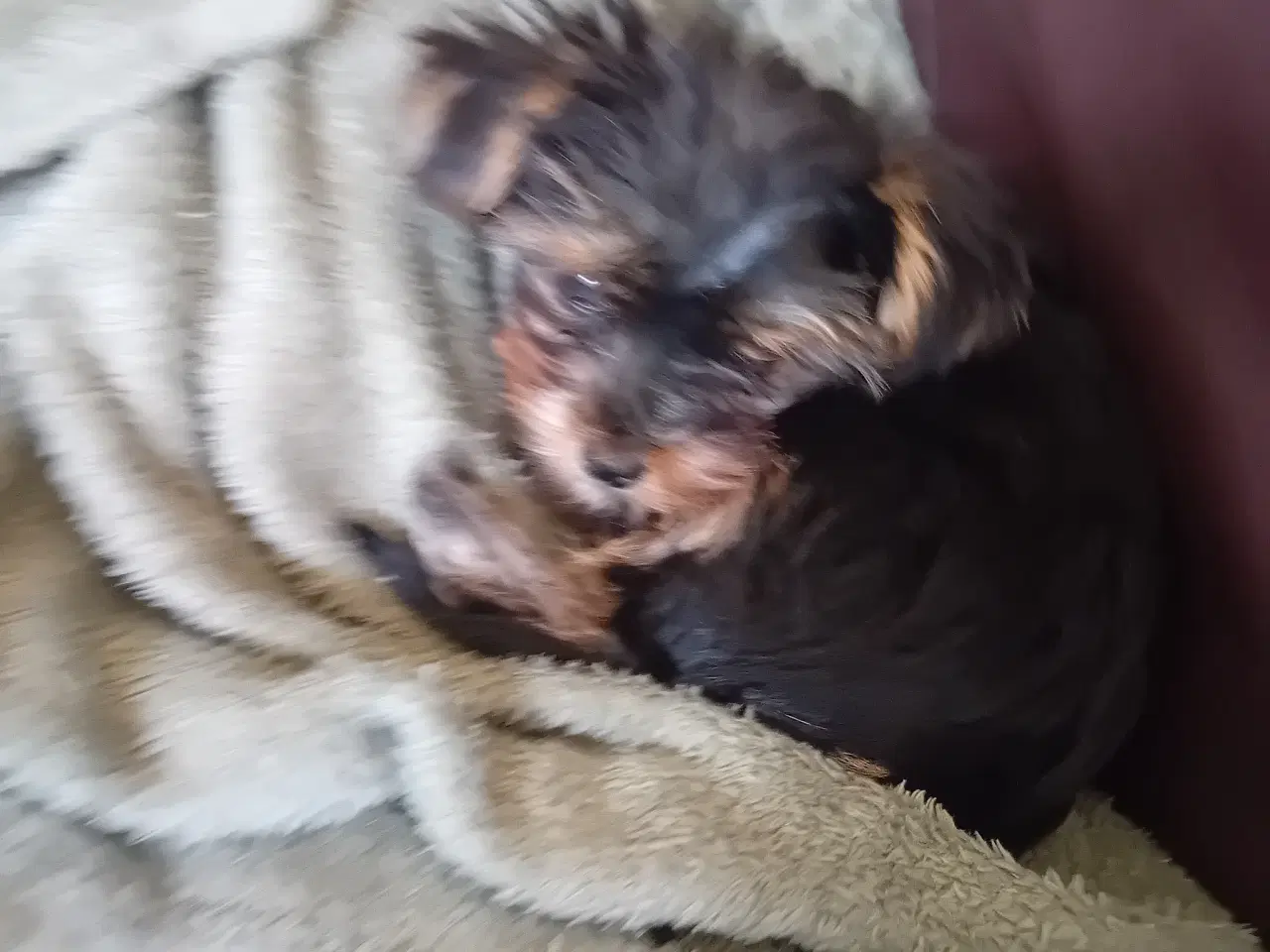 Billede 4 - Yorkshire terrier 