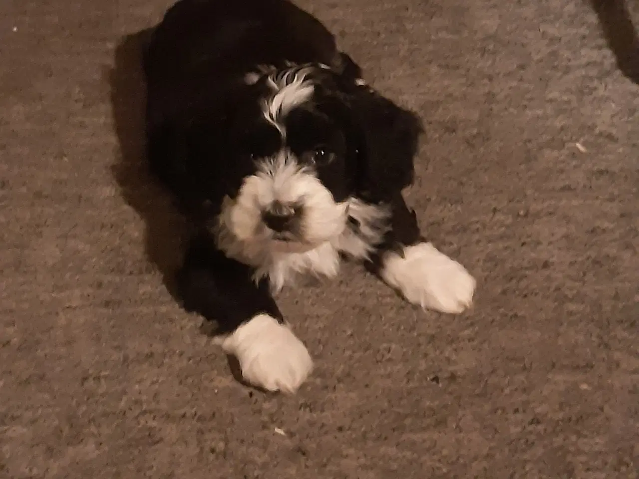 Billede 3 - Puddel havanese hvalpe