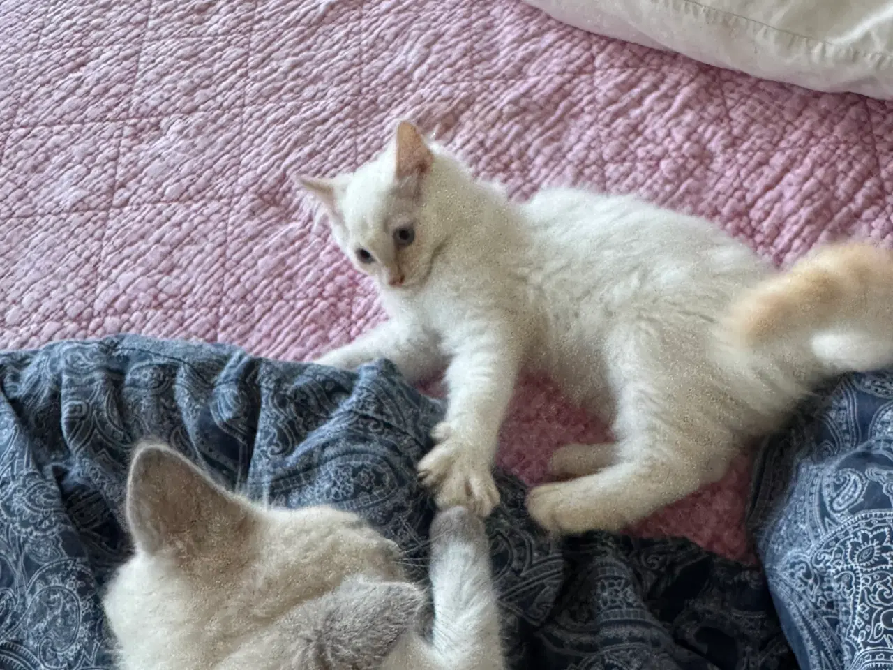 Billede 2 - Ragdoll han-misling - Klar til afrejse ;-) 