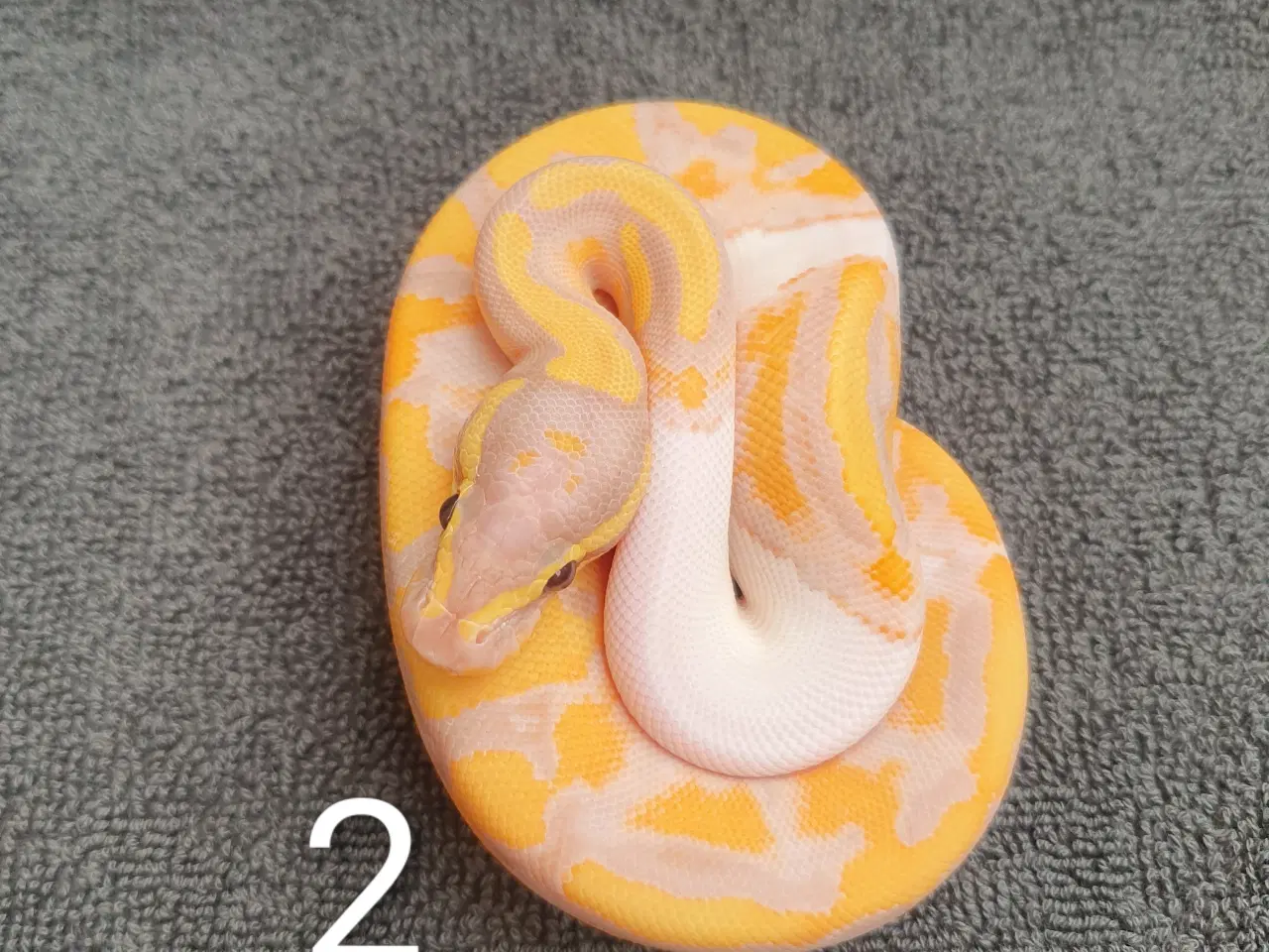 Billede 2 - Kongepython morfer pieds og andet