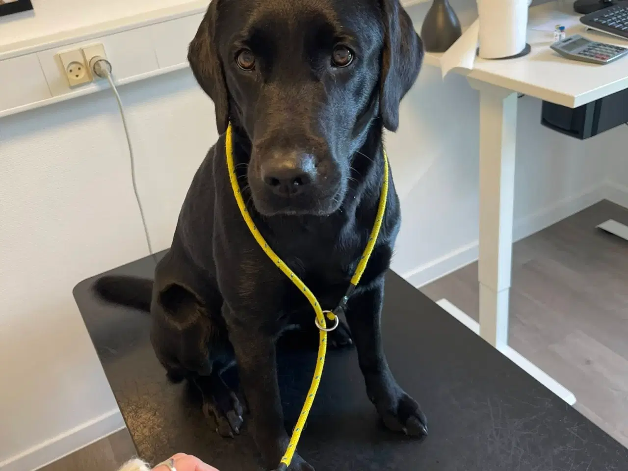 Billede 5 - Labrador Retriever