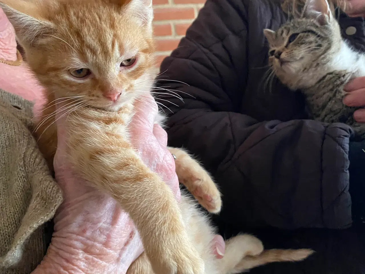 Billede 3 - Søde kattekillinger