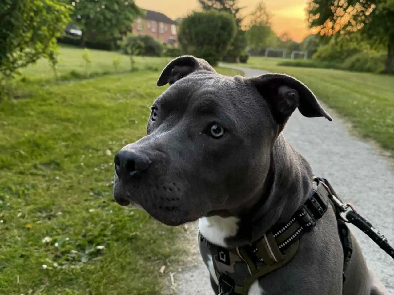 Billede 3 - Hund