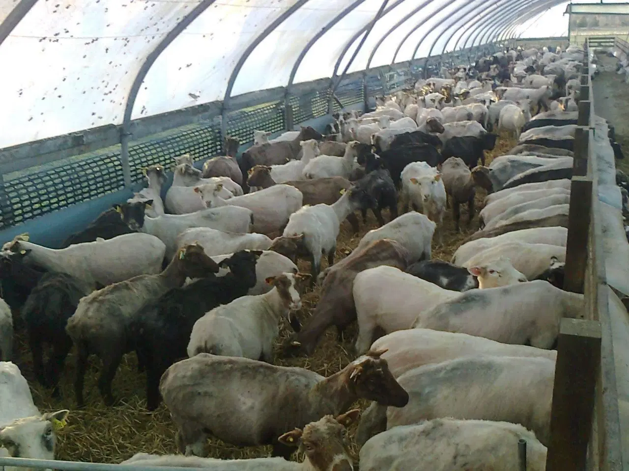 Billede 7 - Mc. Gregor Polytunnel fårestald 