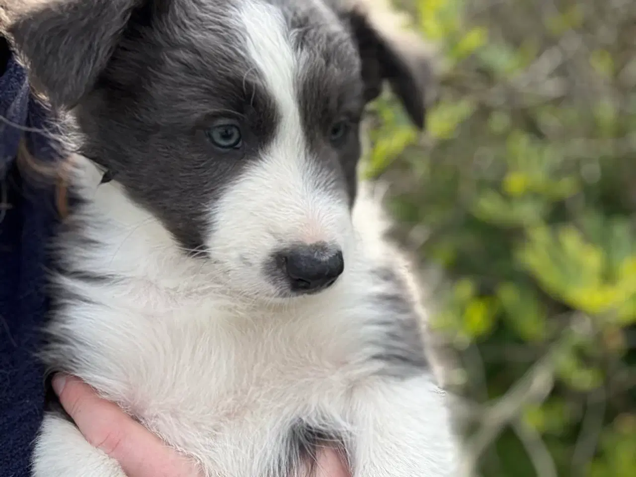 Billede 5 - Dejlige Border Aussie hvalpe til salg. 