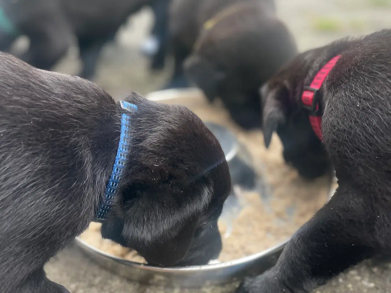 Billede 3 - Labrador Retriver på