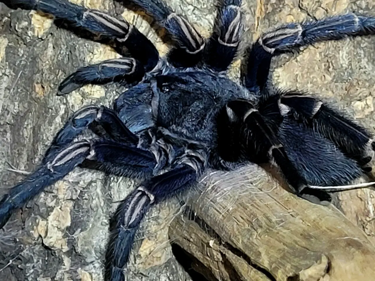 Billede 2 - Fugleedderkop- Thrixopelma lagunas. 