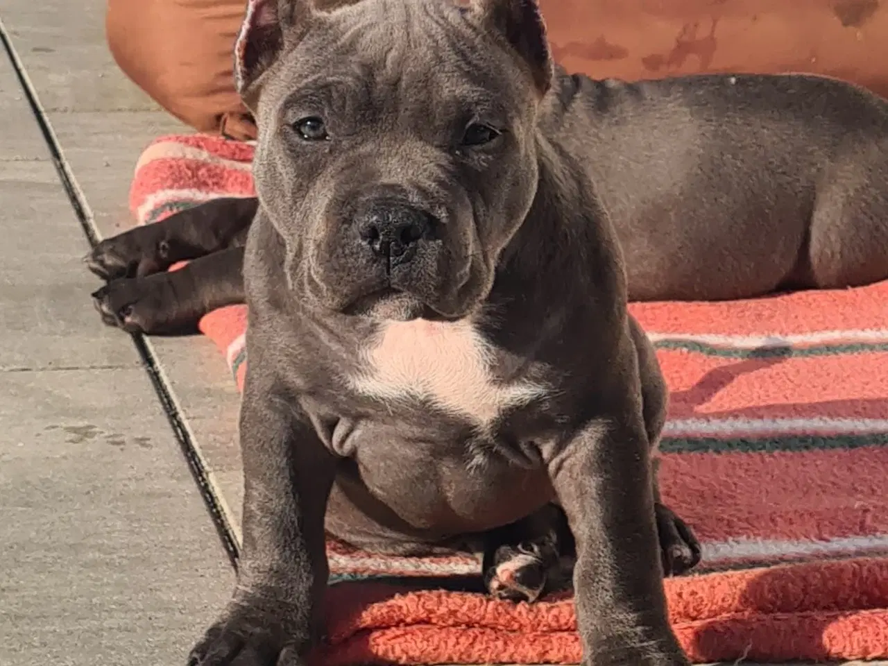 Billede 5 - American Bully Blu Pige 