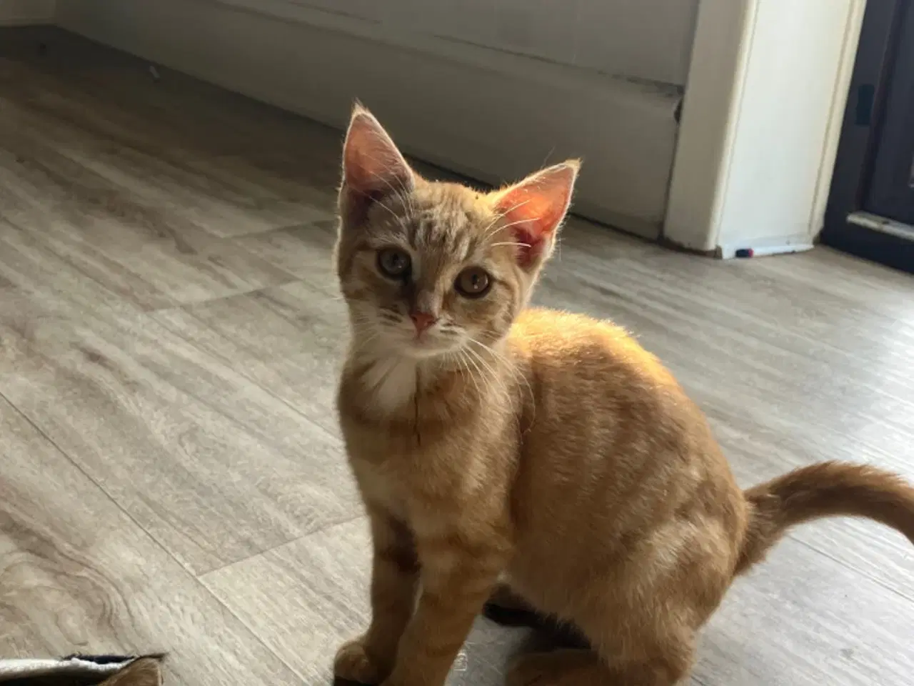 Billede 2 - Katte killinger