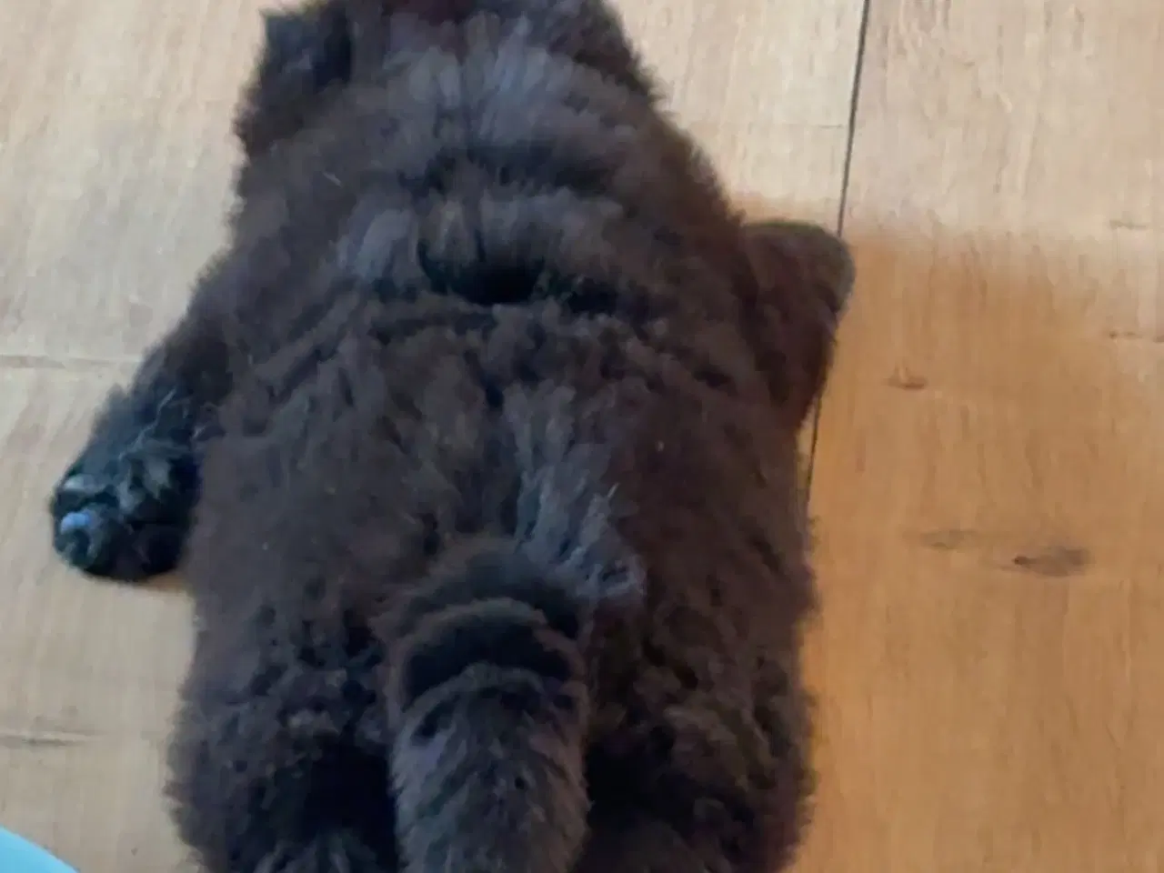 Billede 17 - Chow Chow hvalpe