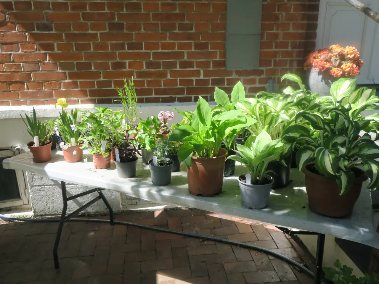 Billede 2 - Tomatplanter chili peberfrugt hosta stauder