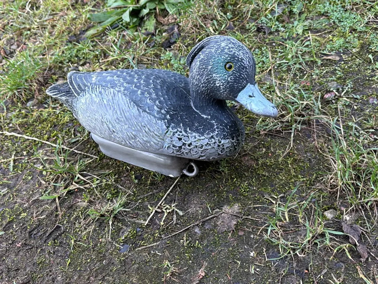 Billede 1 - Lokkeænder