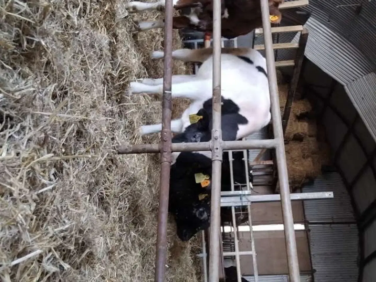 Billede 5 - Kvæg besætning 
